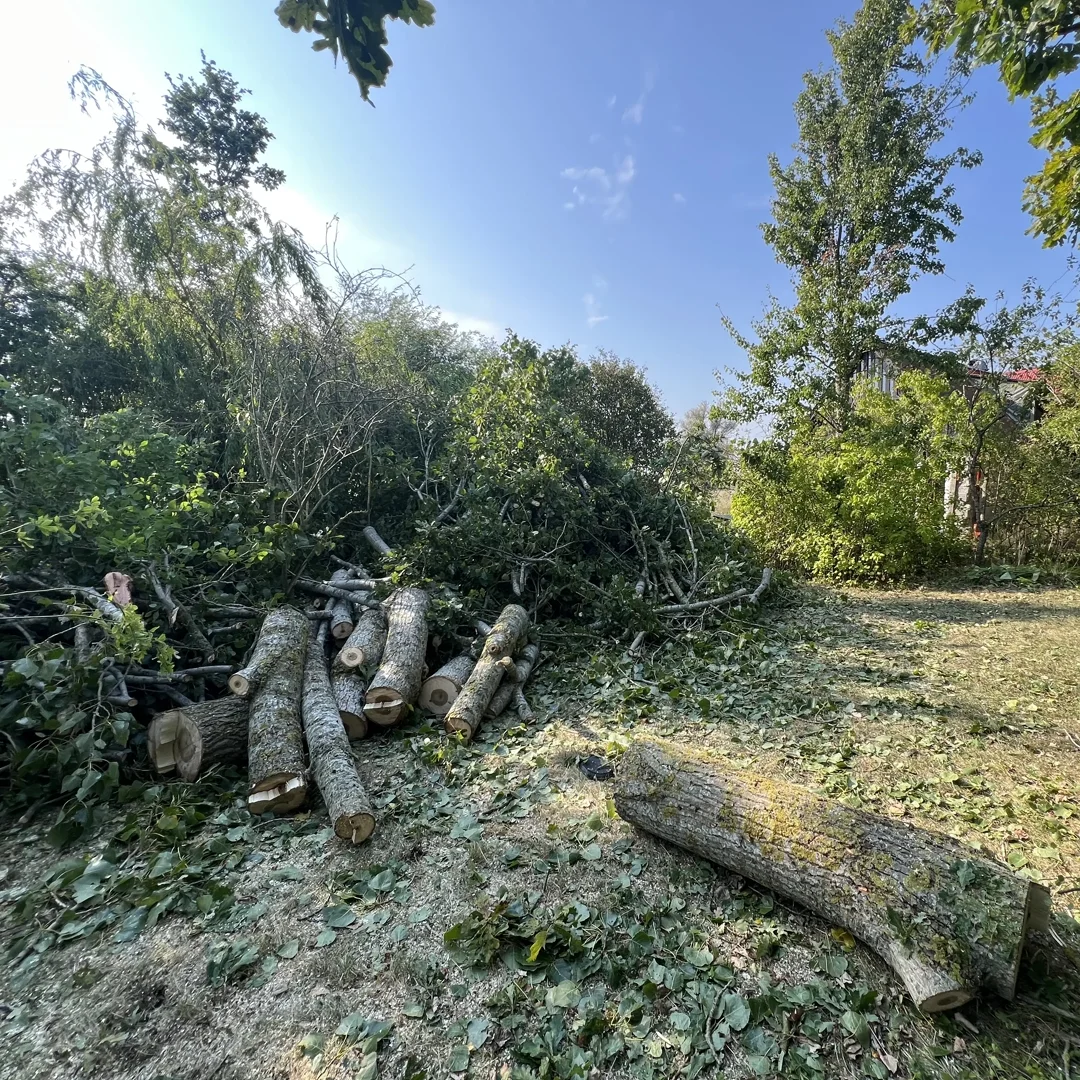 The felled poplar tree