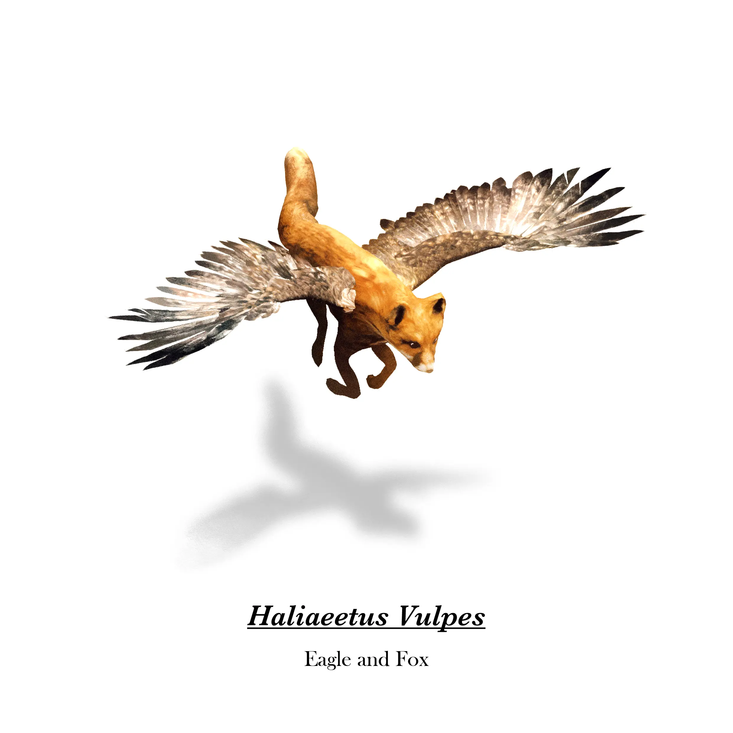 Flying fox from Future Fauna