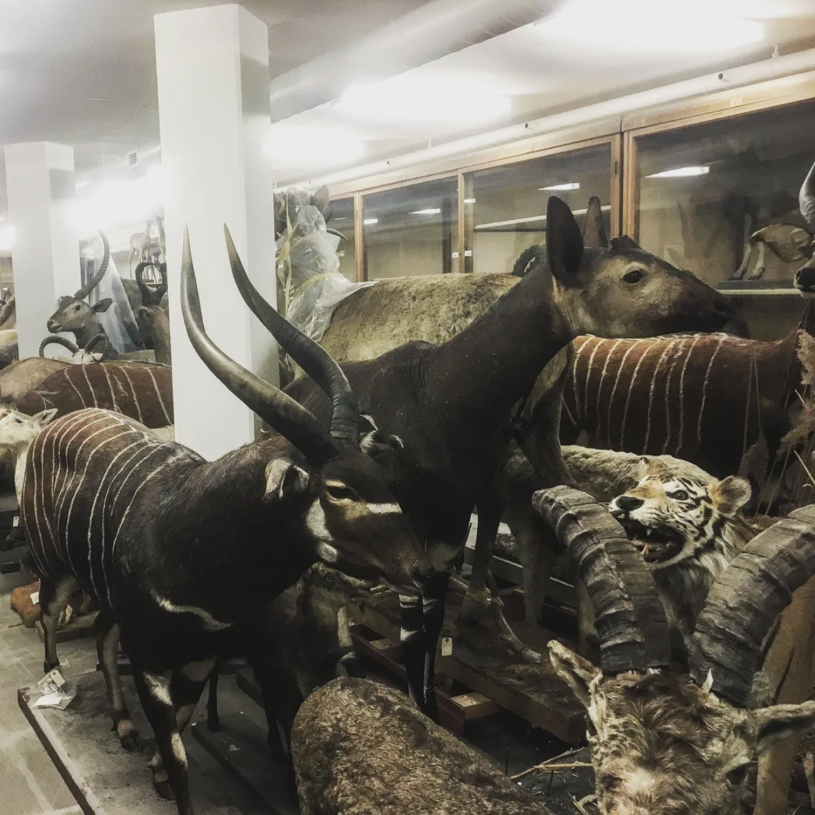 Museum basement where Future Fauna was exhibited